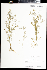 Cardamine pensylvanica image