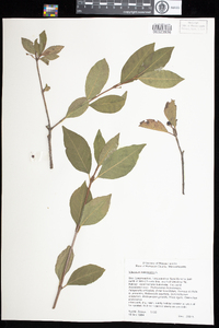 Viburnum nudum var. cassinoides image