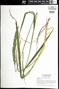 Calamagrostis coarctata image