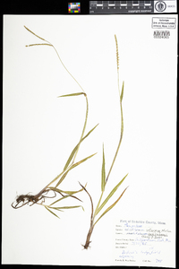 Paspalum setaceum image