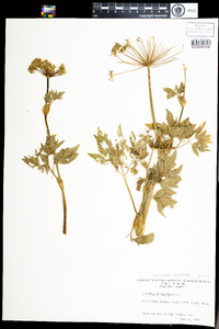 Angelica lucida image