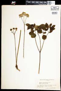 Aralia nudicaulis image