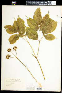 Aralia nudicaulis image