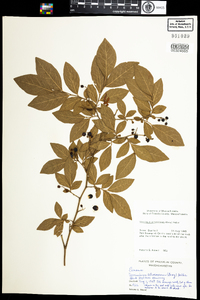 Vaccinium corymbosum image