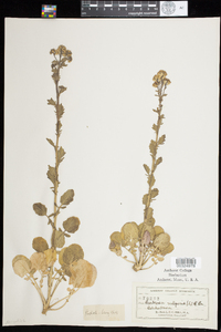 Barbarea vulgaris image