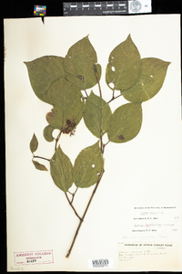 Cornus rugosa image