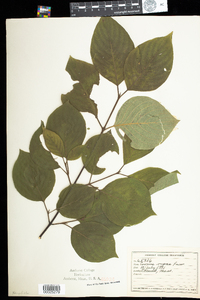 Cornus rugosa image