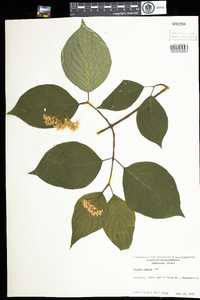 Cornus rugosa image