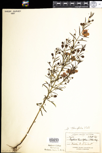 Agalinis tenuifolia image