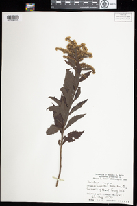 Solidago rugosa image