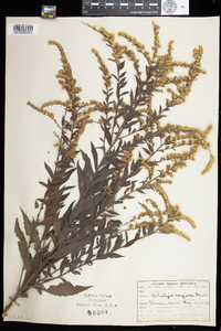 Solidago rugosa image