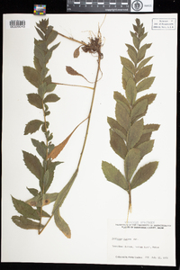 Solidago rugosa image