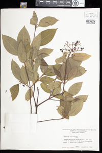 Viburnum nudum var. cassinoides image