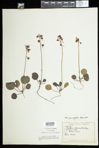 Pyrola chlorantha image