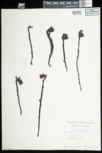 Monotropa uniflora image