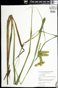 Carex comosa image