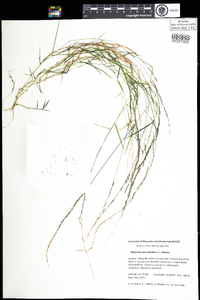 Muhlenbergia schreberi image