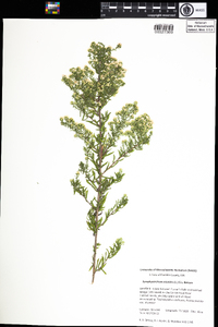 Symphyotrichum ericoides image