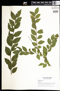 Ulmus pumila image