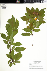 Malus prunifolia image