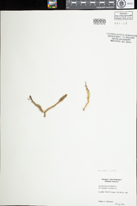 Lycopodiella appressa image