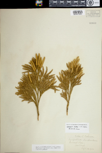 Lycopodium hickeyi image