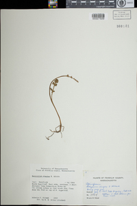 Botrychium simplex image