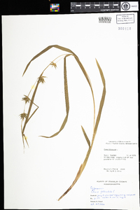 Carex folliculata image