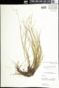 Carex radiata image