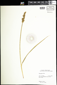 Carex stipata image