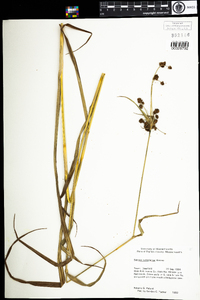 Scirpus hattorianus image