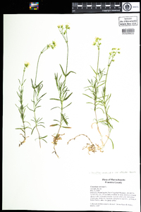 Cerastium arvense ssp. strictum image