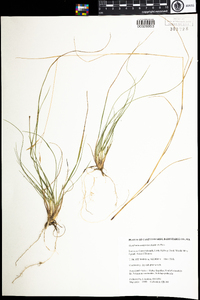 Danthonia compressa image