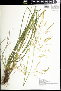 Deschampsia cespitosa image