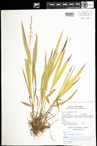 Dichanthelium xanthophysum image