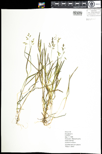 Poa annua image