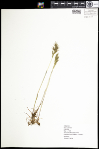 Poa bulbosa image