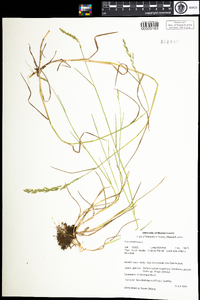 Poa compressa image