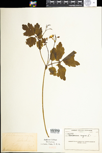 Chelidonium majus image