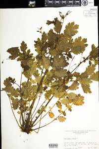 Chelidonium majus image