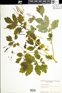 Chelidonium majus image