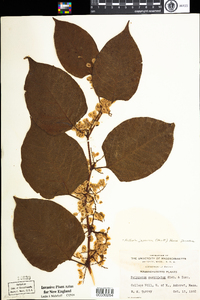 Polygonum cuspidatum image