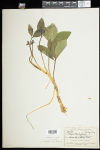 Menyanthes trifoliata image