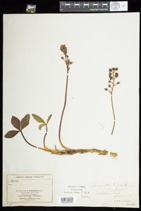 Menyanthes trifoliata image