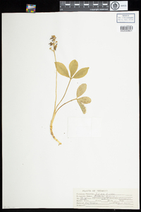 Menyanthes trifoliata image