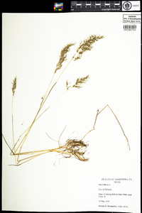 Poa bulbosa image