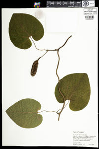 Aristolochia macrophylla image