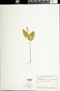 Maianthemum canadense image