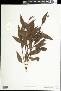 Polygonum persicaria image