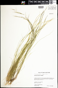 Aristida purpurascens image